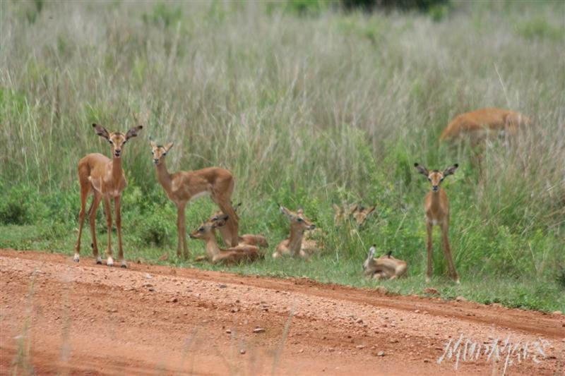Mud Maps Africa Entabeni 8382